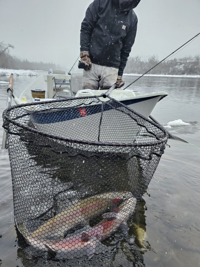 Image of a Ryan Stefek Outfitters client holding a massive Steelhead outside Kooskia, ID